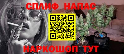 гидра Будённовск