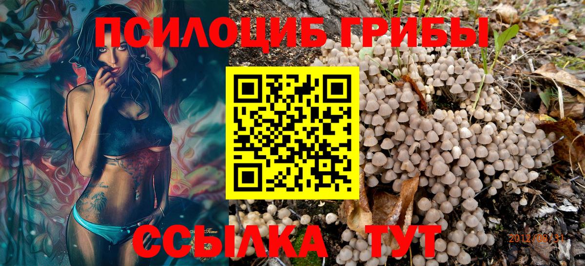 как найти закладки  Вход с VPN  Курчатов  Псилоцибиновые грибы GOLDEN TEACHER 